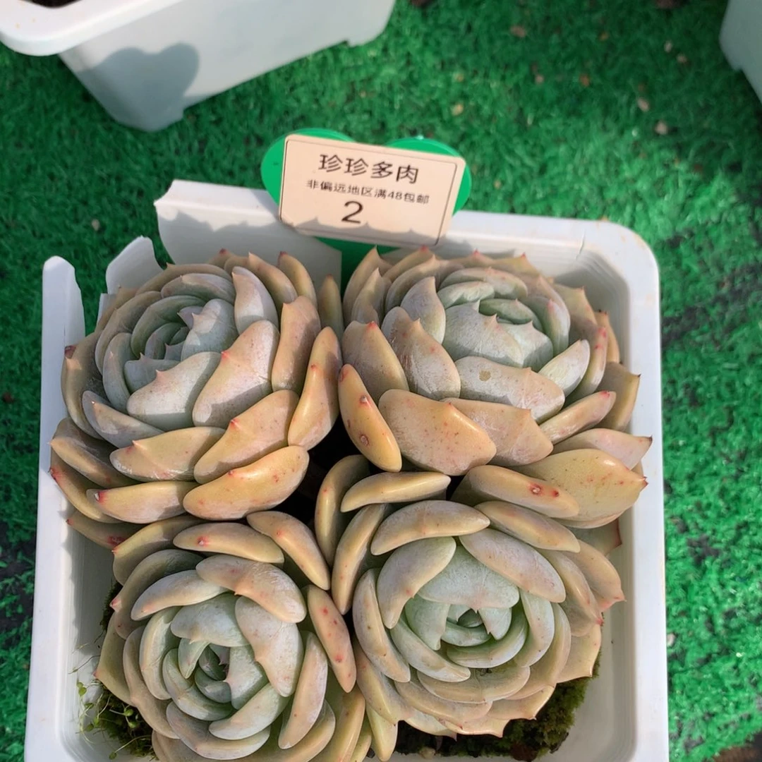 劳林老桩开播福利2