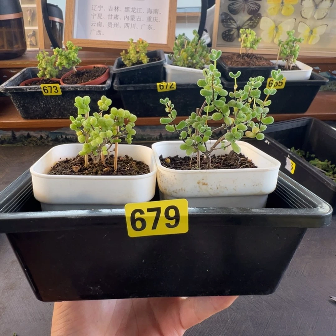 带盆包邮偏远加运费679