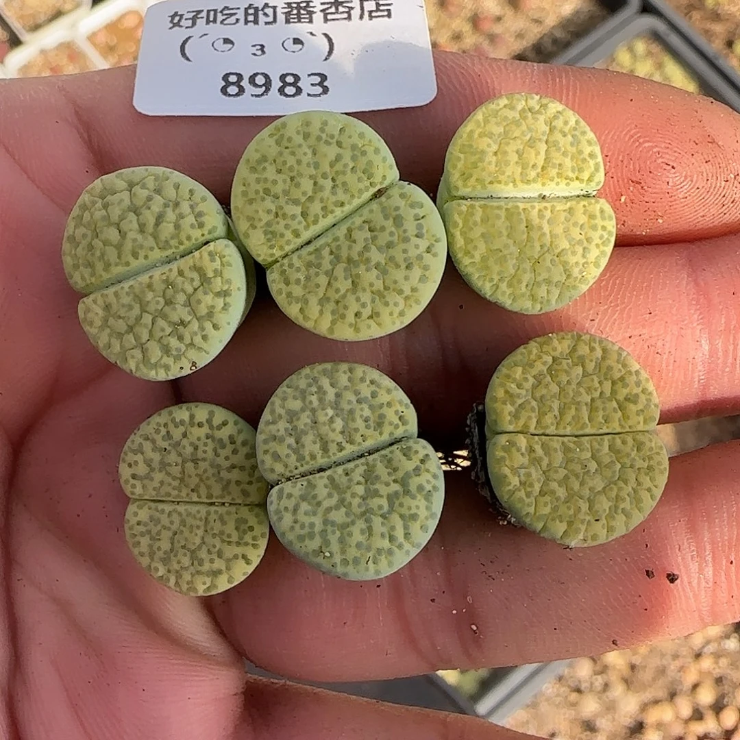 8983。默认脱土。18包邮。偏远88包邮