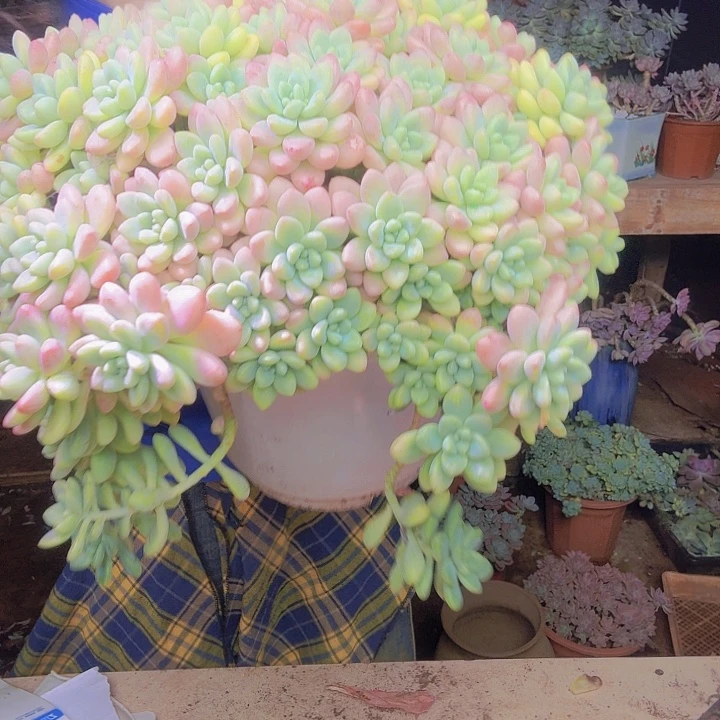 q***p超大蛋糕多肉植物好看好养