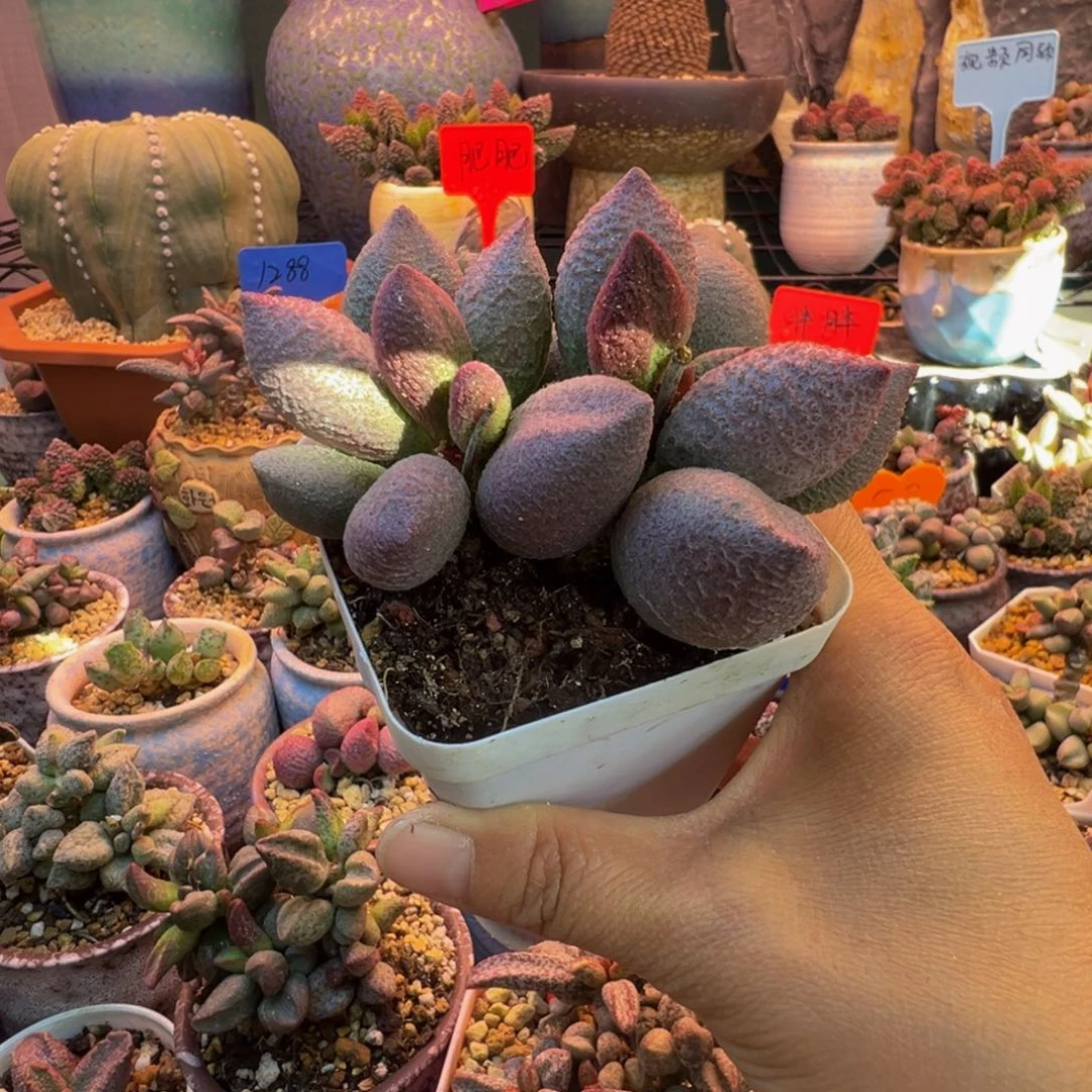 一物一拍，感谢支持