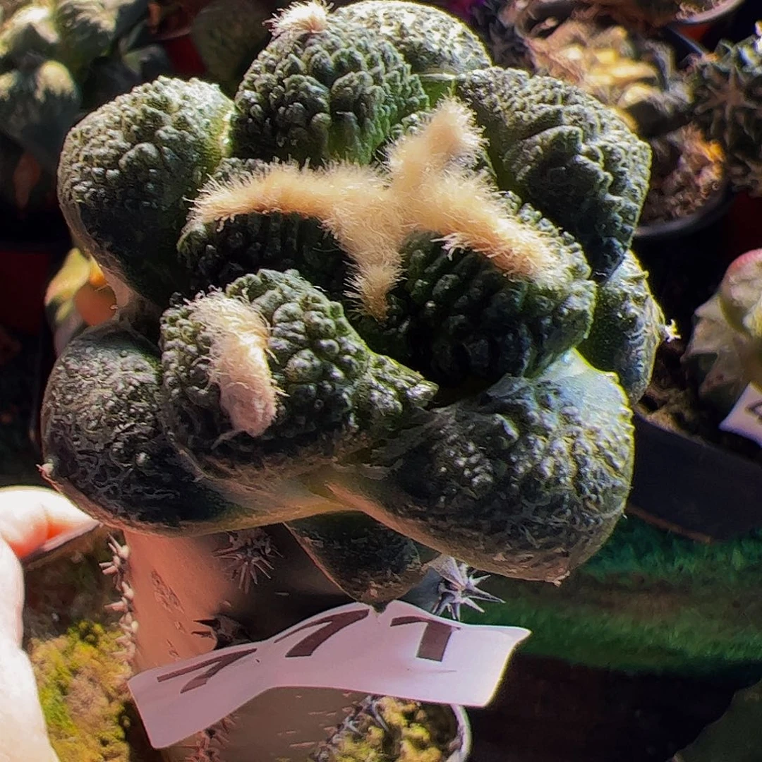 无花朵颗粒龟甲连山牡丹771