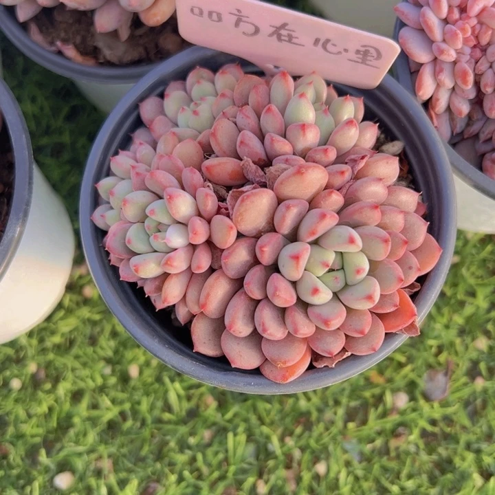 健健康康平平安安