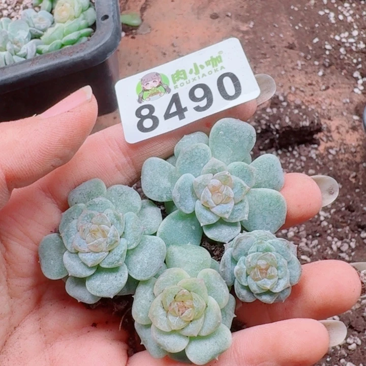 多肉植物多肉植物