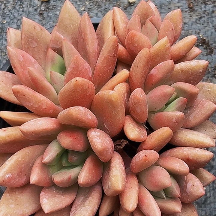 美人系列多肉植物精品
