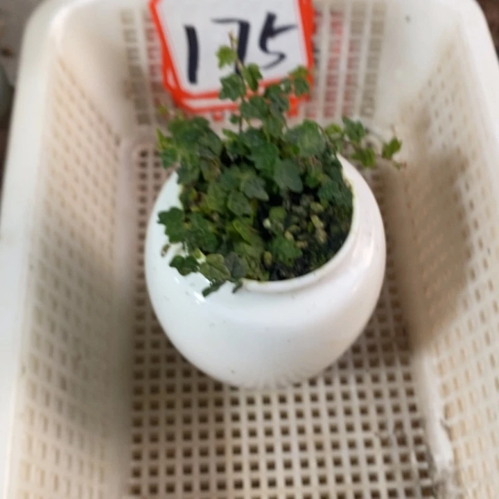 0***1无花朵一物一拍175
