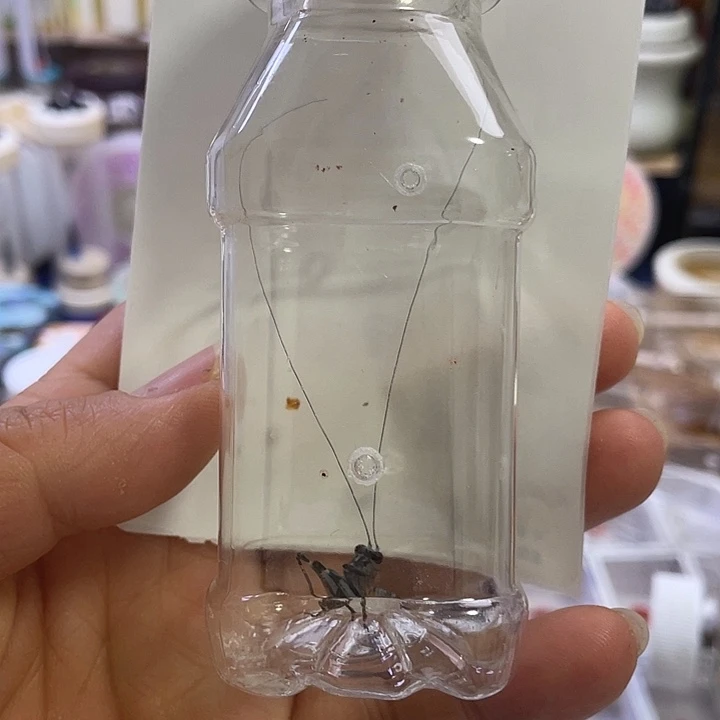 雨***人长须蓝精灵1(到货拍开箱视频,死亡断腿包售后,须尾不包)