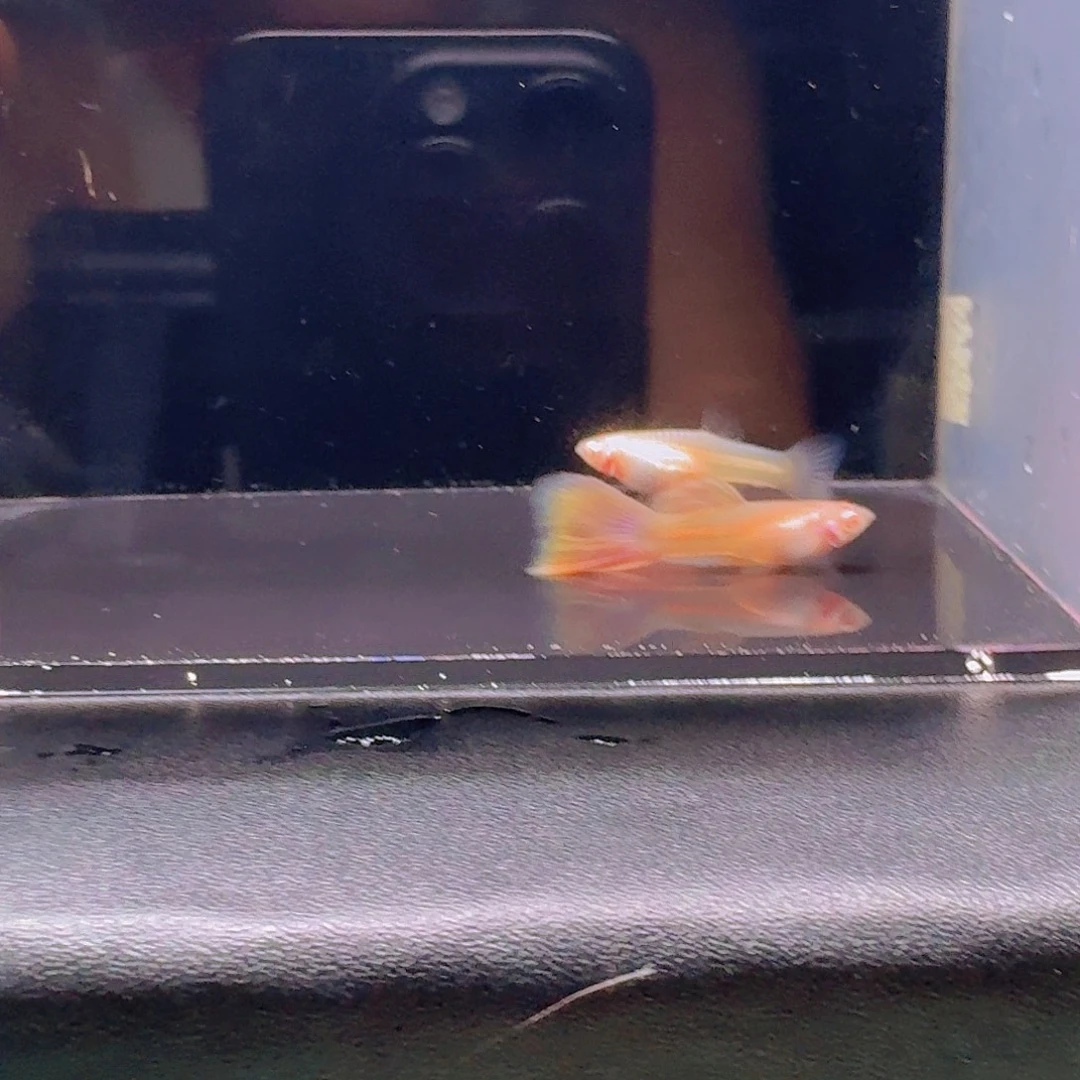 孔雀鱼金粉一对孔雀鱼