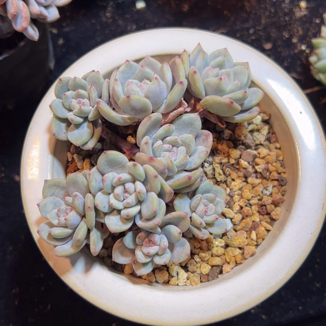 新年快乐 新年快乐