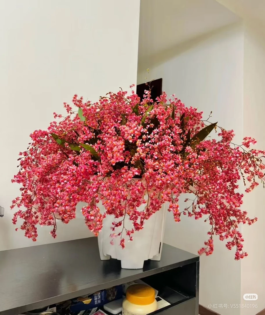 【梦香兰满堂红】花香四溢室内盆栽花卉绿植桌面好养