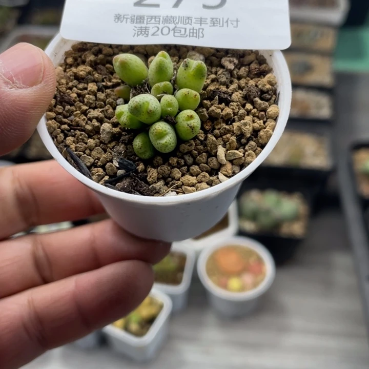 佳人园艺上福利啦龙猫斑马275