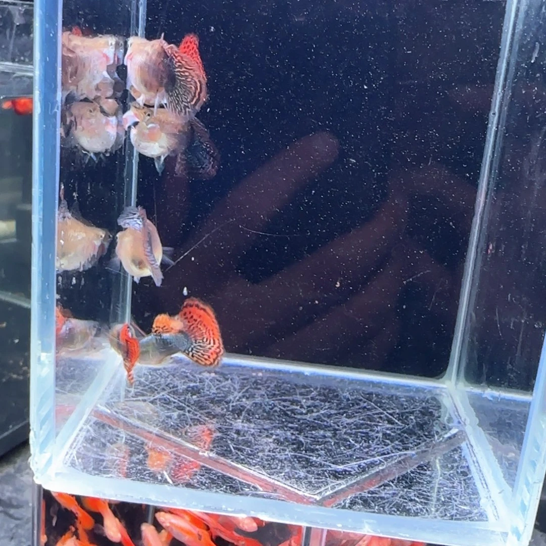 孔雀鱼龙鳞球6条鱼