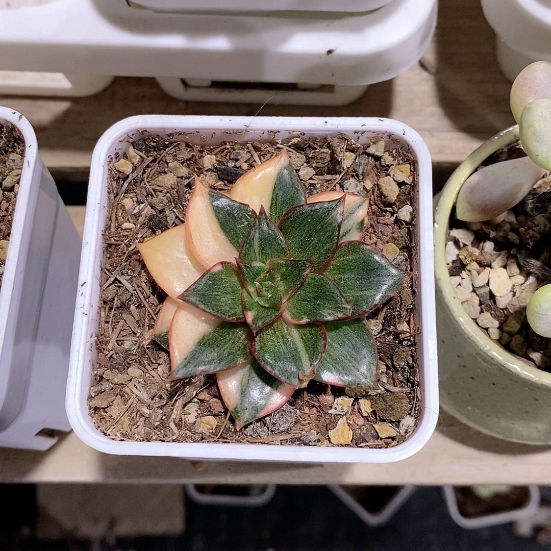 大和锦锦多肉植物花脸