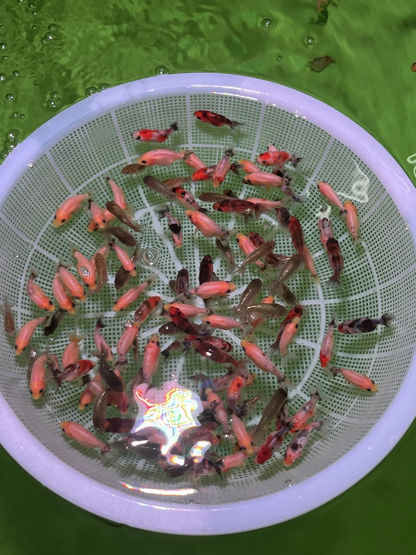 兰寿鱼苗5-7CM三选商品苗3+1[搭配1条备损  备损和多送的不售后