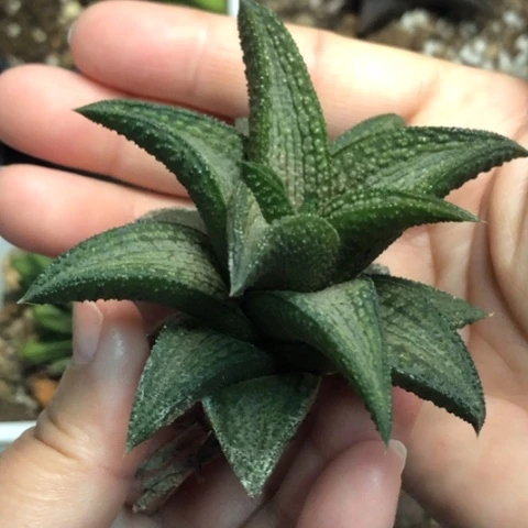 锦带桥有根哈哈哈哈哈哈哈