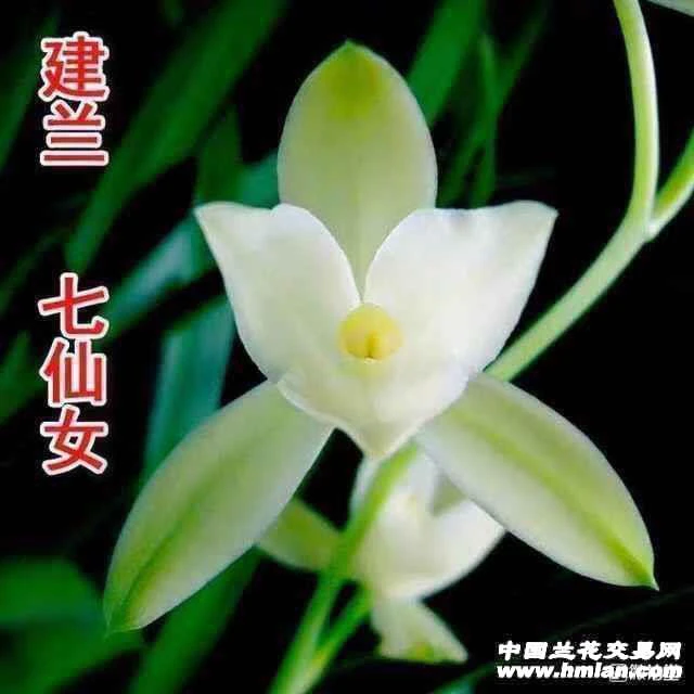 四季兰-七仙女（6苗草，带盆包邮）