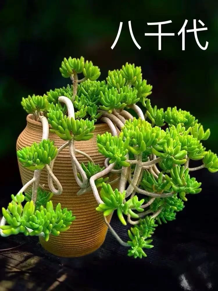 八千代1加仑 云贵雪山多肉好看绿植植物盆栽懒人客厅新手好养楼