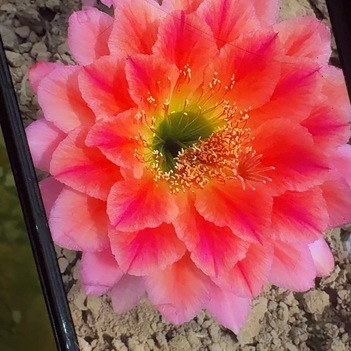 加强立夏根高14公分毛花柱