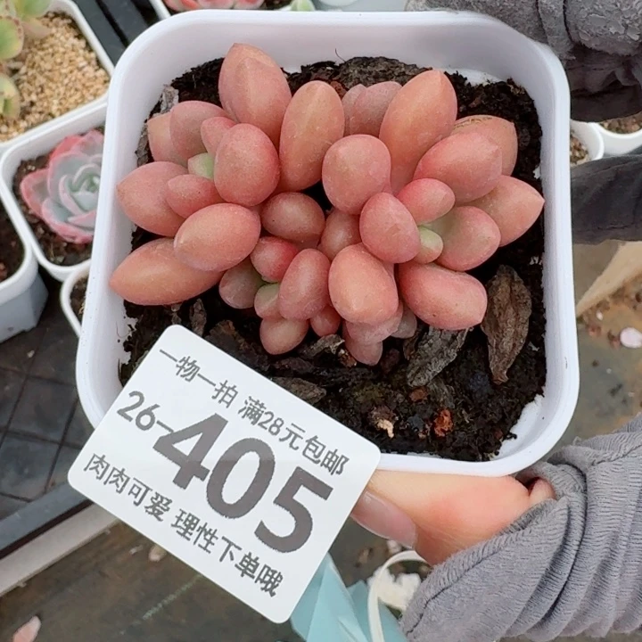 先锋派肉无盆土发货无盆