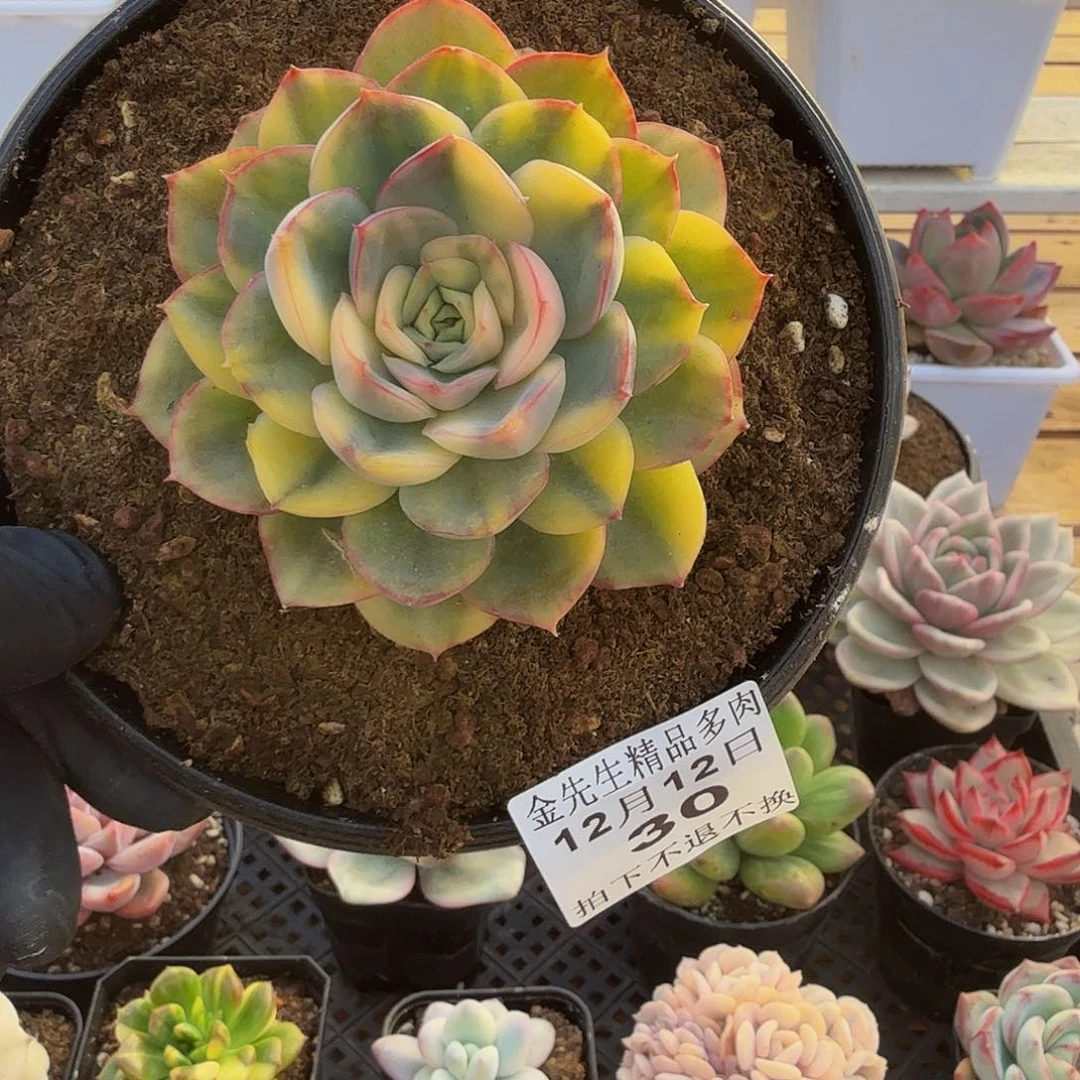1212-30武仙座花脸锦