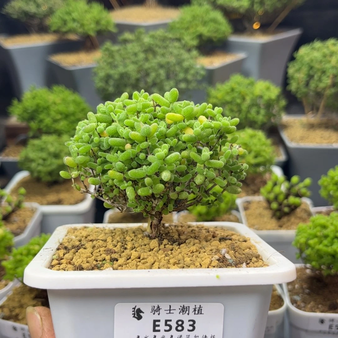 583蜜橘糖球枝干番杏
