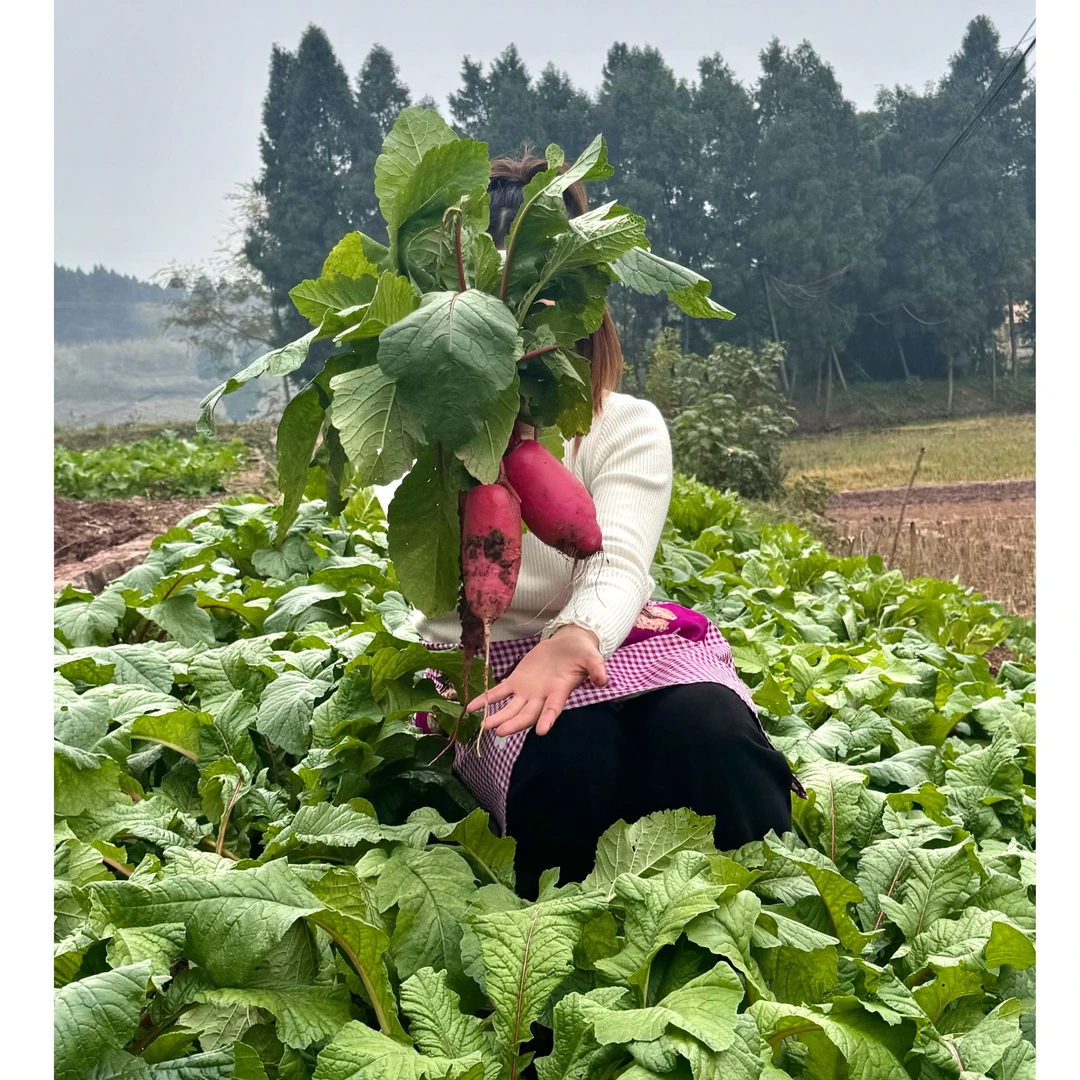 农家红皮萝卜清脆爽口