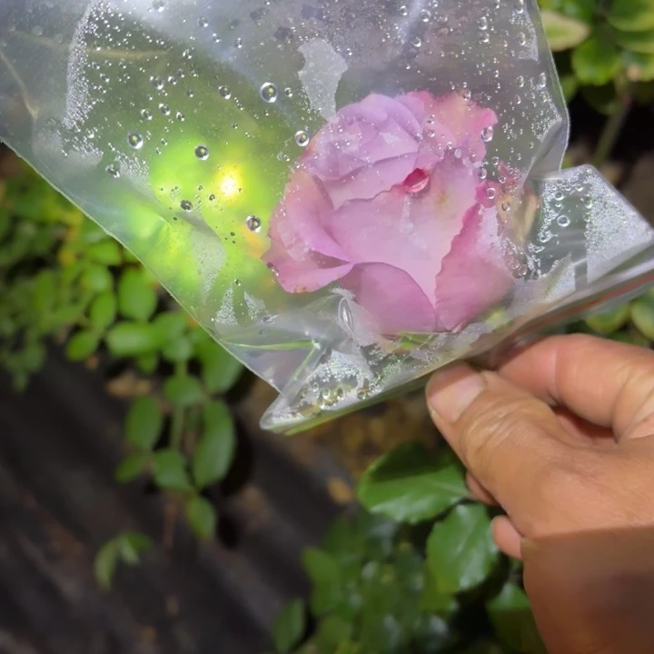 无花朵纳耶利根接小苗