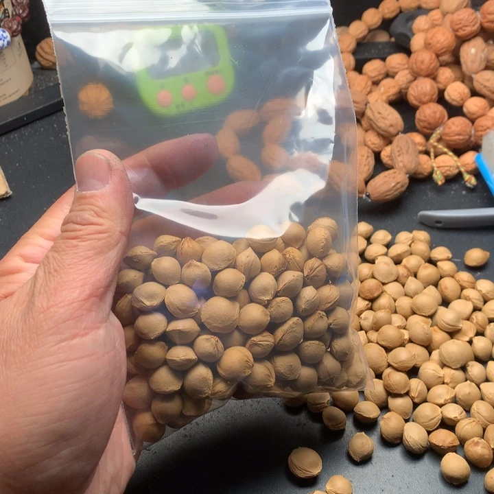 桃核吊坠凯*?野生精品小核桃散籽