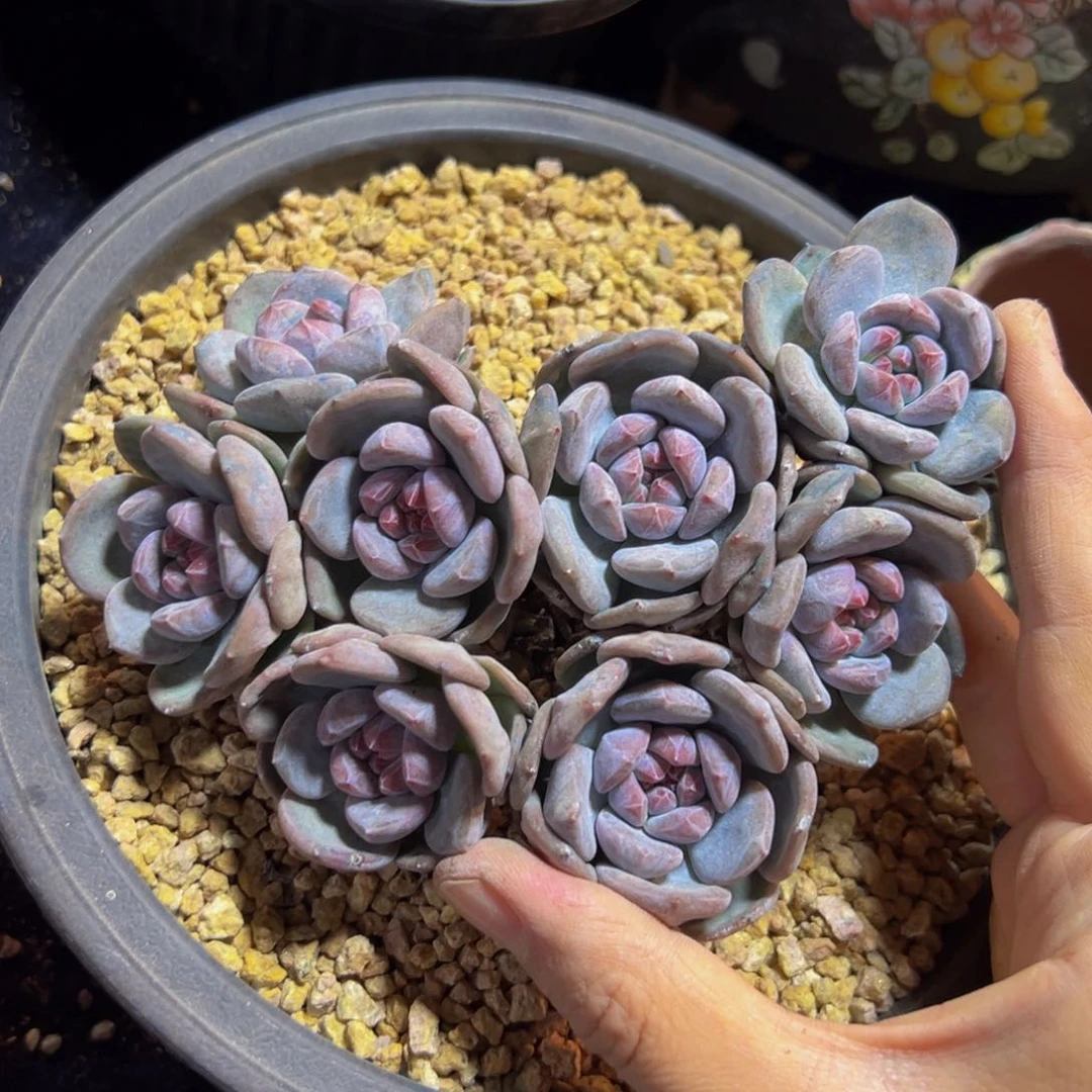 妍*姐默认有砍头 新年快乐