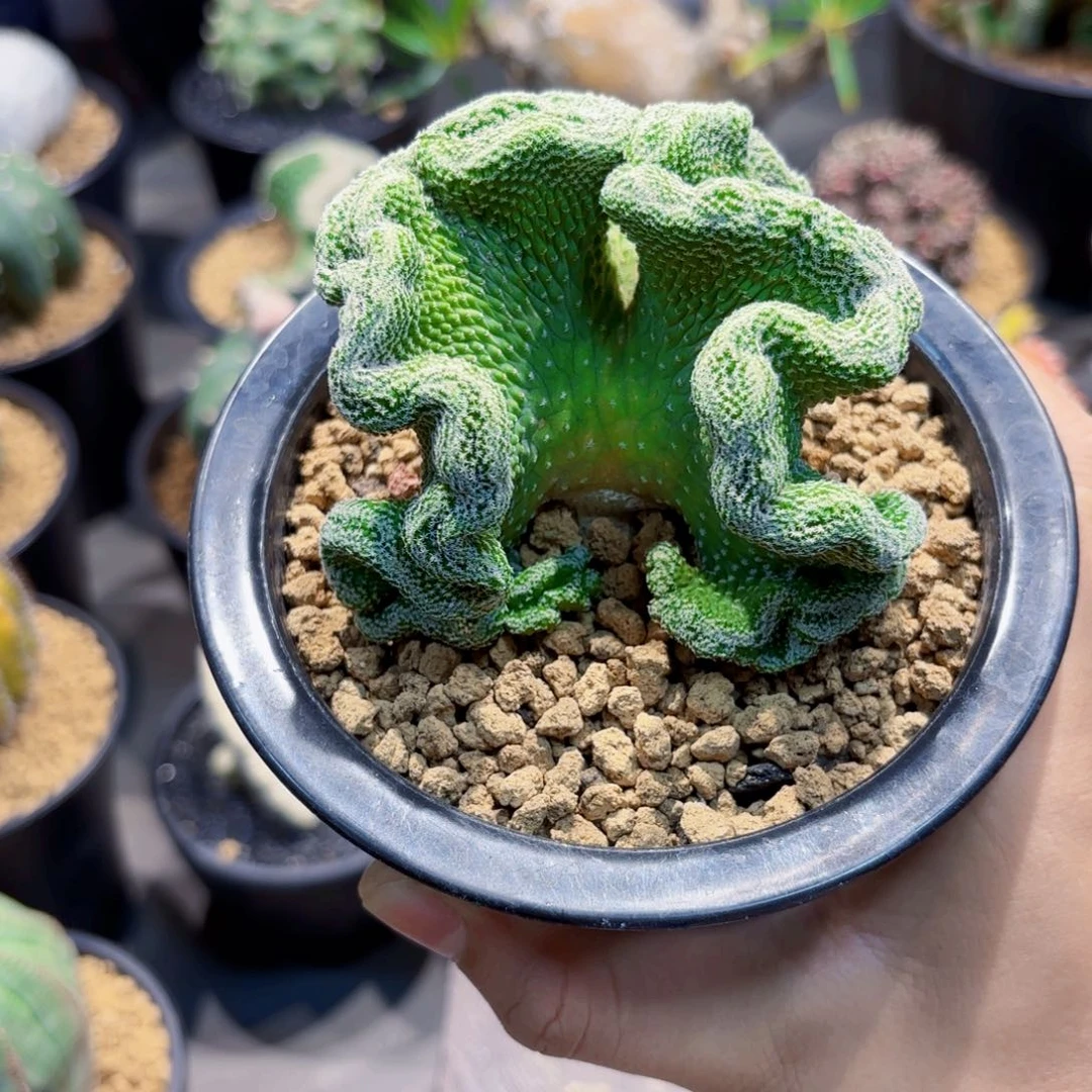 菊水缀Wwwwwwwwwwwww