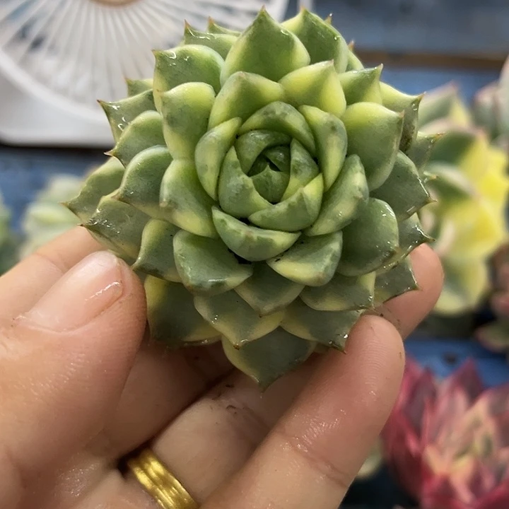 1881法比奥拉腹轮锦炸多肉植物