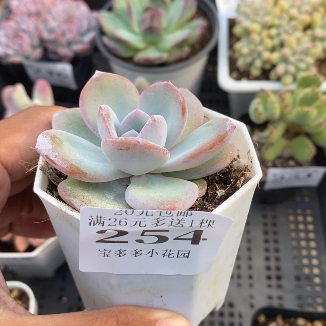 韩版奶茶一物一拍满20包邮满26送一颗多肉