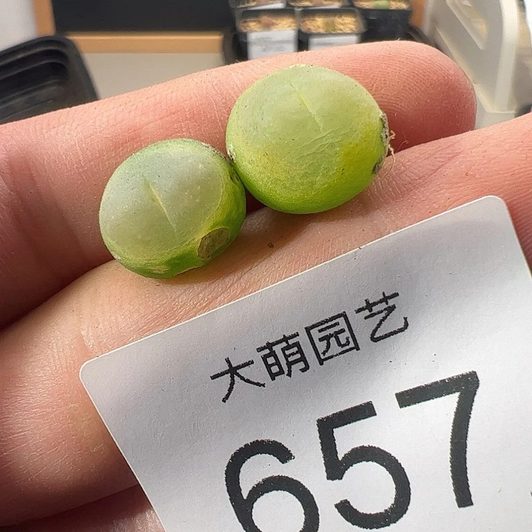 一物一拍。      有疤福利。 657