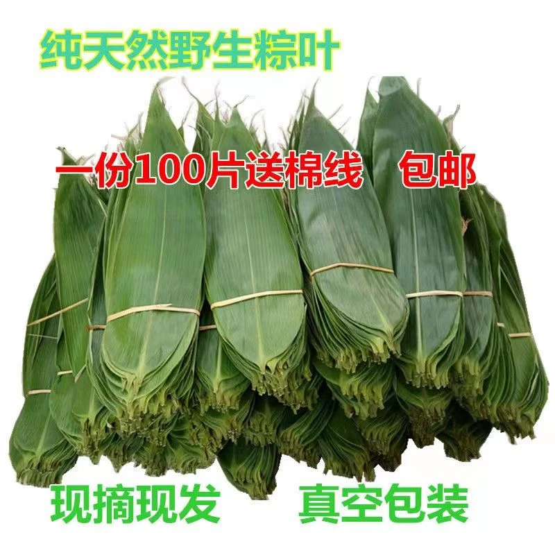 湖北新鲜大片粽叶箬叶真空袋装特大号包粽子专用现摘现发