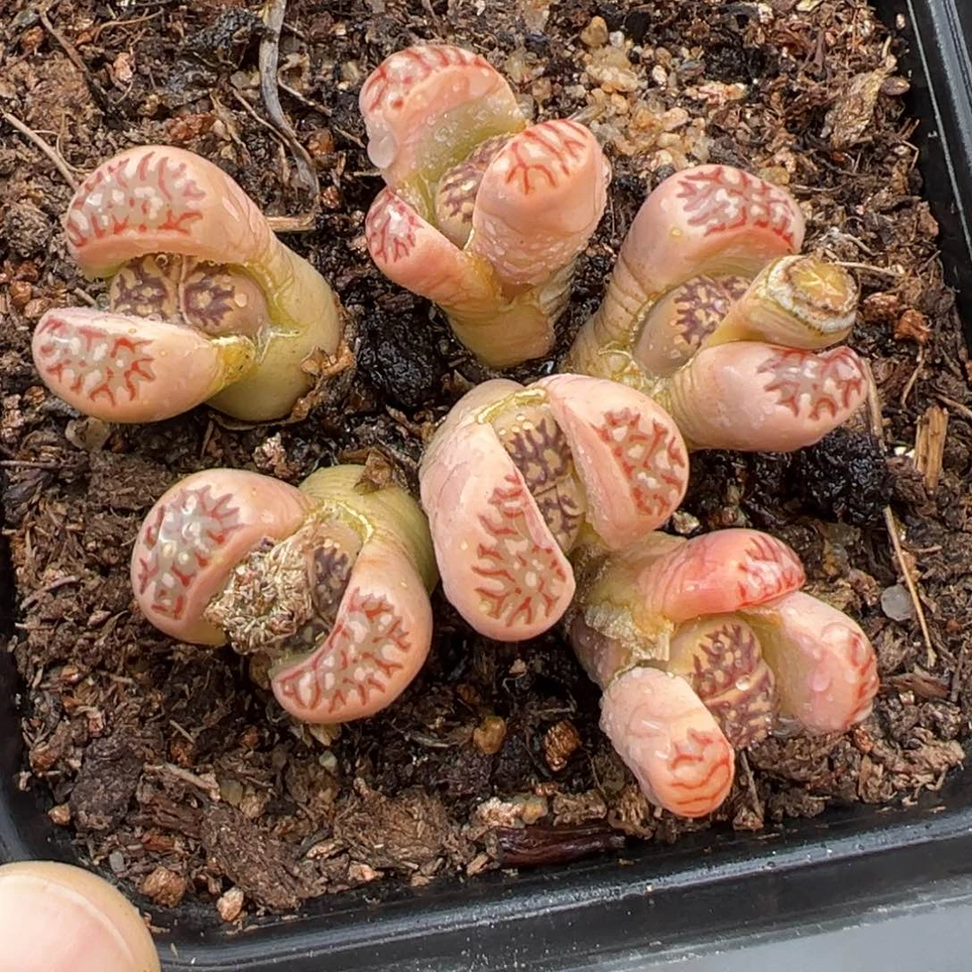 2.17好看的多肉964