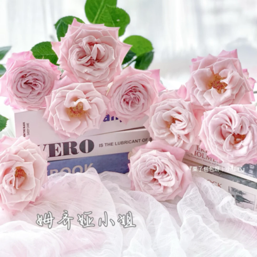 【买二单赠一】姆齐娅小姐  Mziya 发量王者