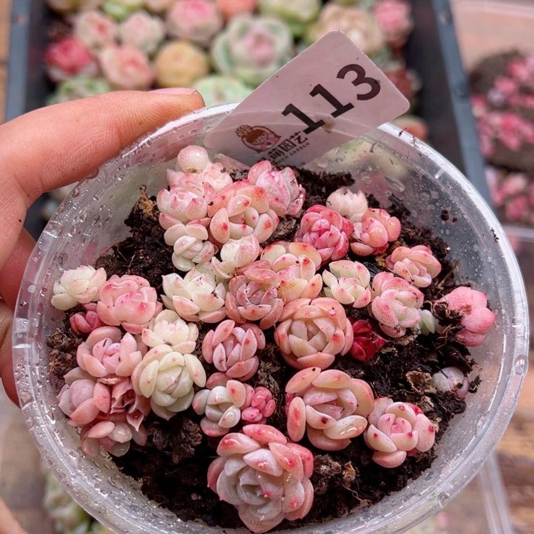 多肉植物多肉植物