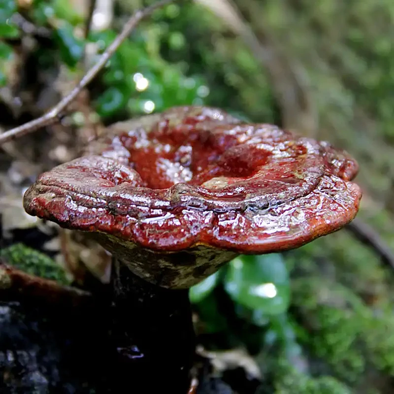 长白山正宗木段赤灵芝