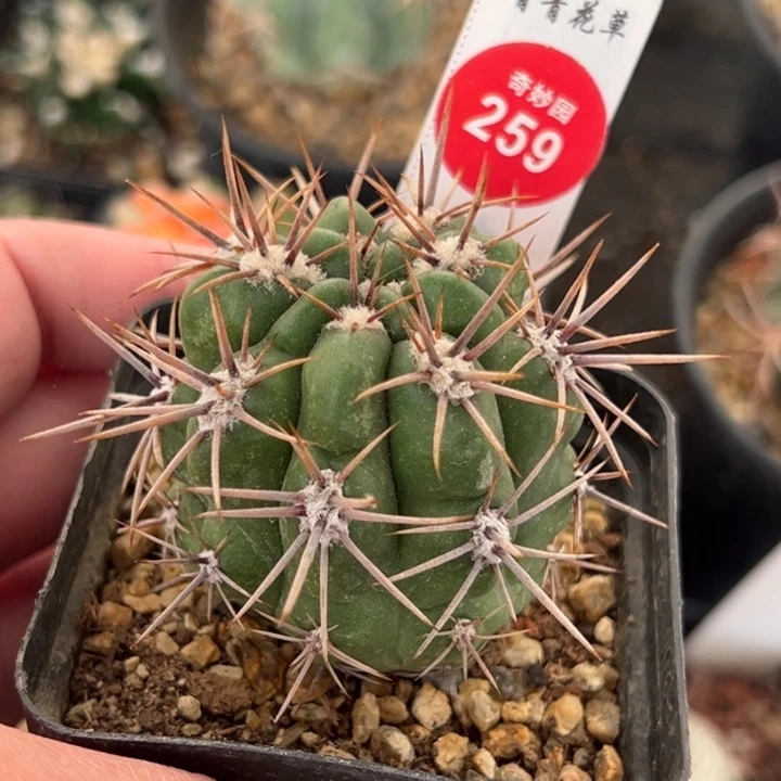 实生狂刺恐龙丸一棵仙人球