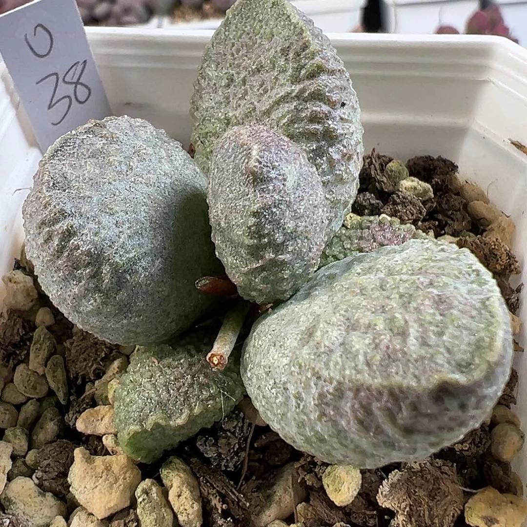 实生新品多肉水泡植物