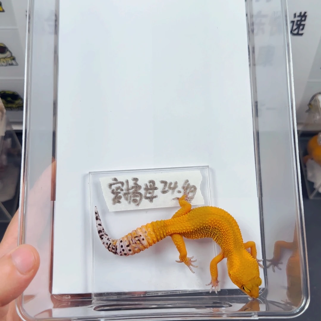 豹纹守宫蜜桔压成母