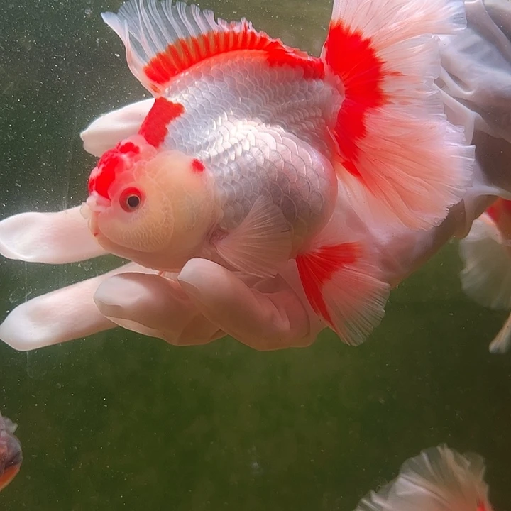 海水鱼百褶泰狮兰寿