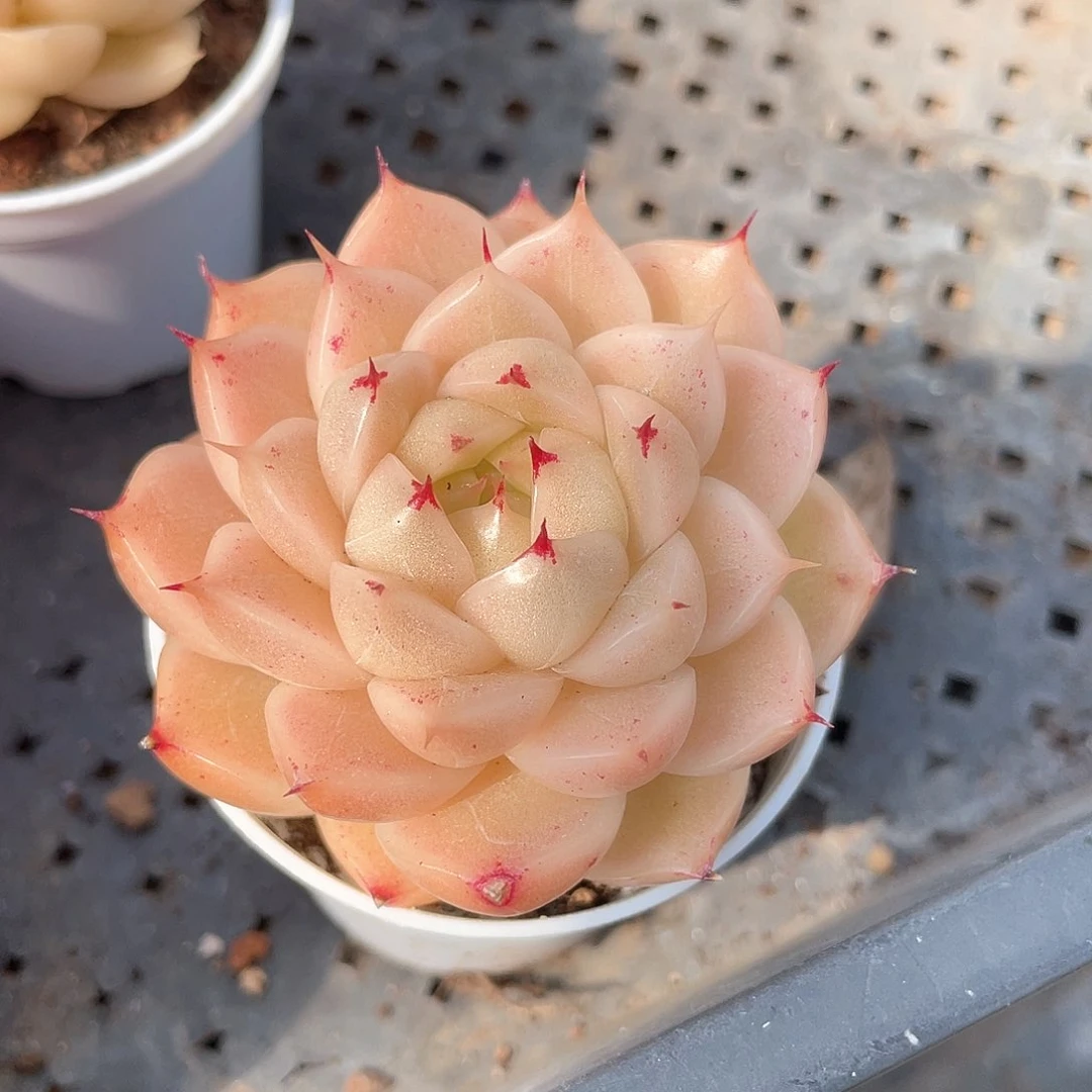 优选麦秆福利609