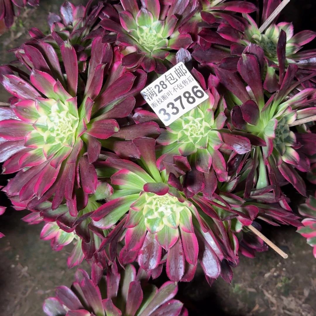 33786天和多肉植物