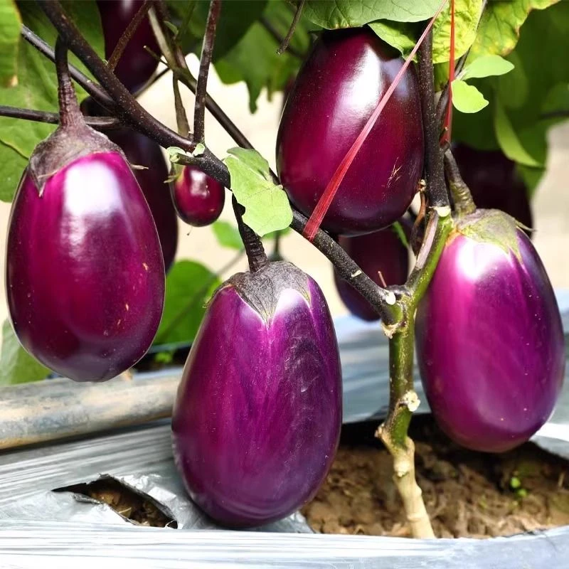 贵州特产新鲜紫皮茄子椭圆小圆茄天然生长时令蔬菜