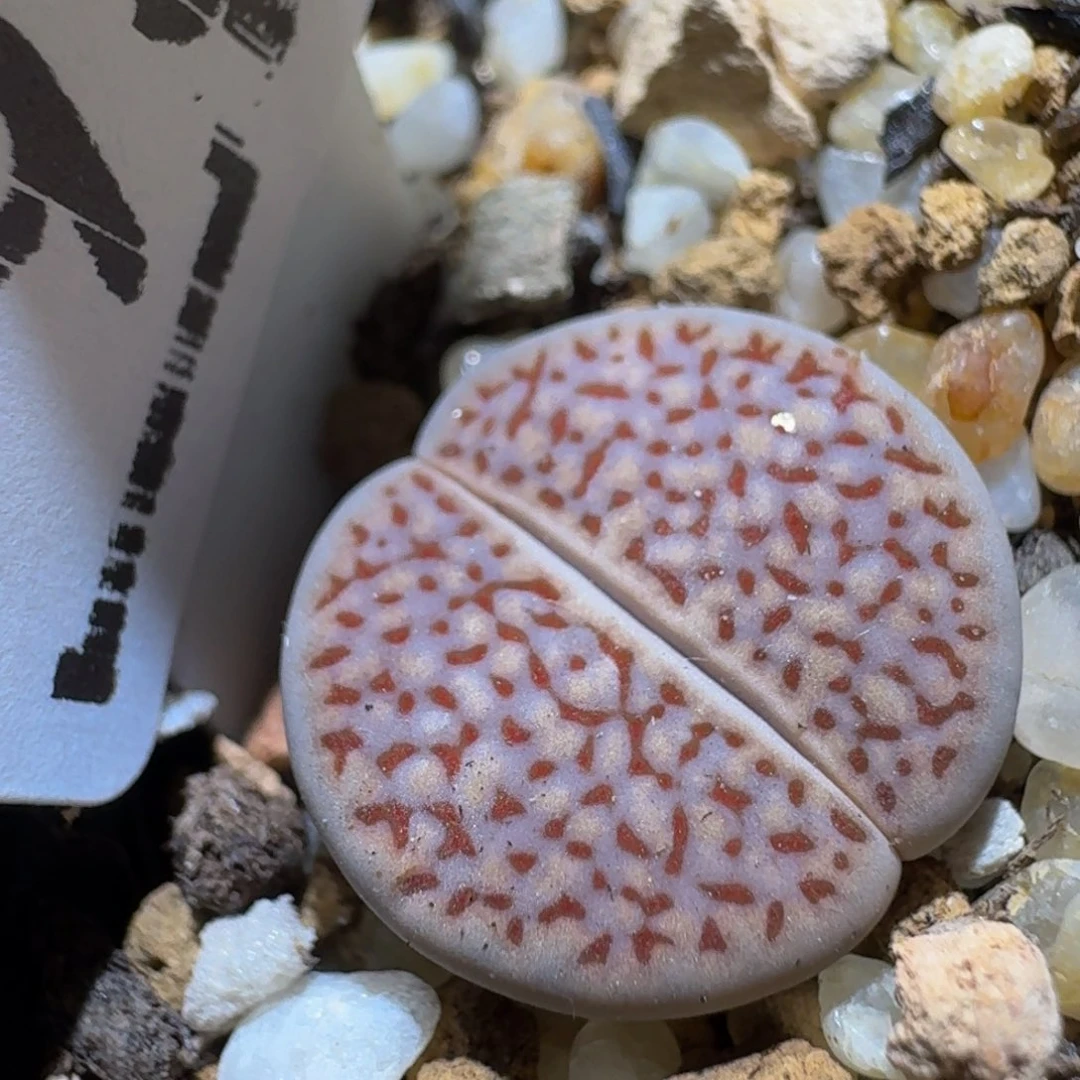 Ssss精品生石花93