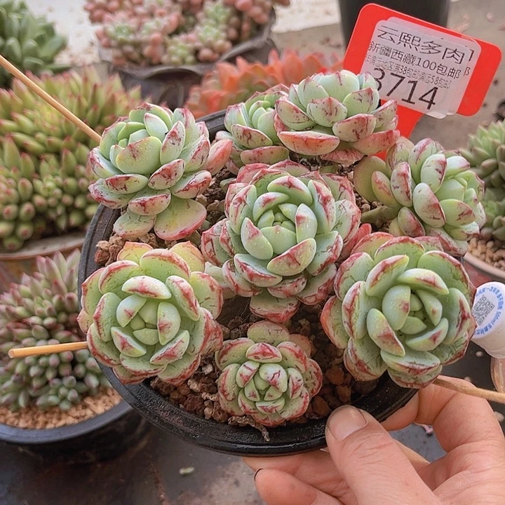 3714香草。
