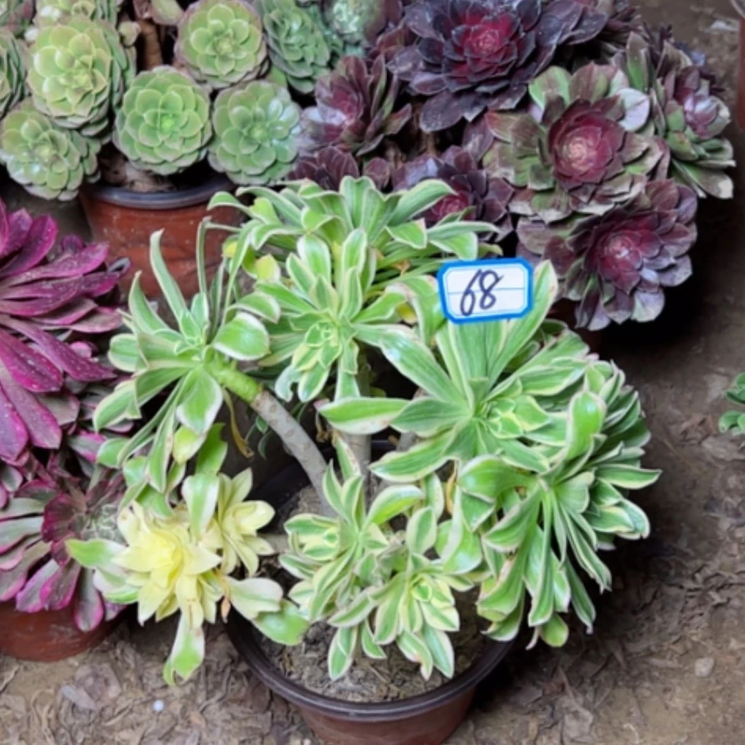 【闪购商品】陈*多肉植物艳日伞68