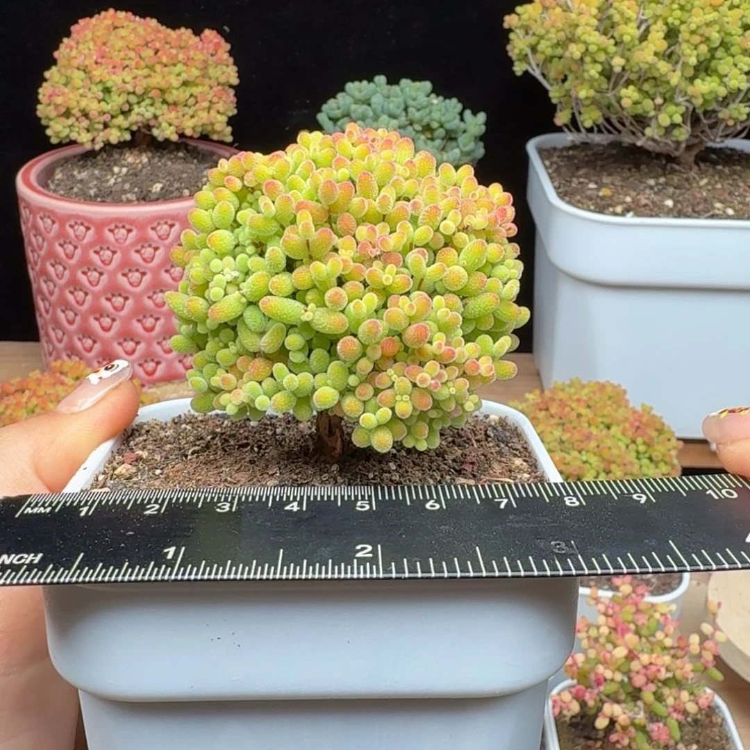 a44号蜜橘冠服6厘米左右