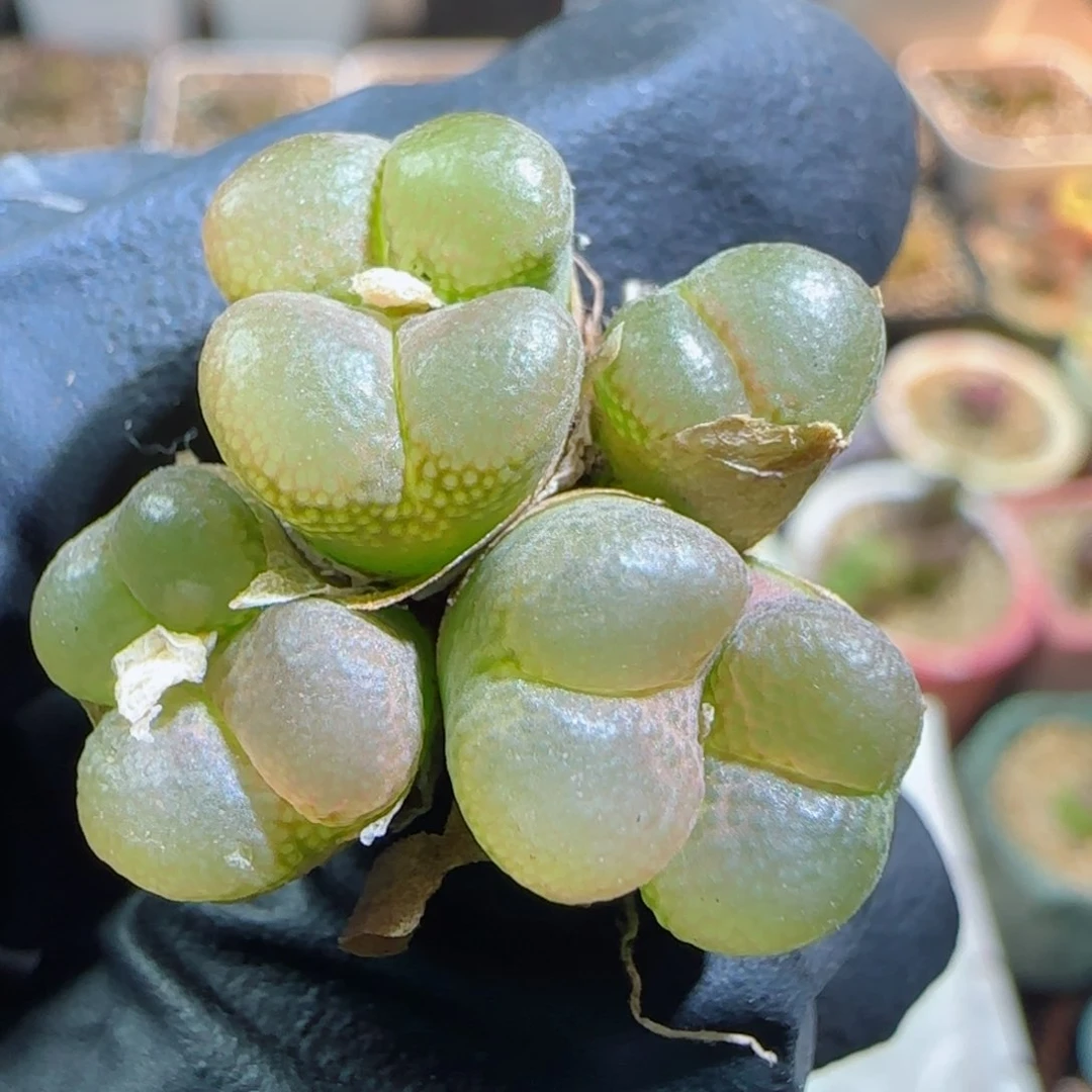 多肉植物大群39号